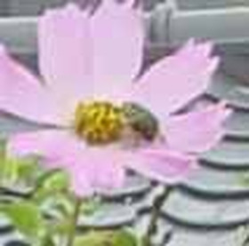 drone beetle and cosmos