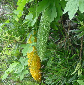 bitter gourd