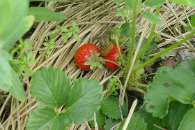 strawberry