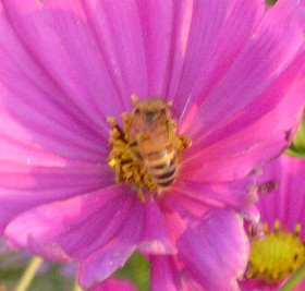 honeybee and cosmos