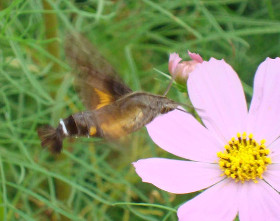 Macroglossum stellatarum Linnaeus