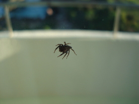 Jumping Spider
