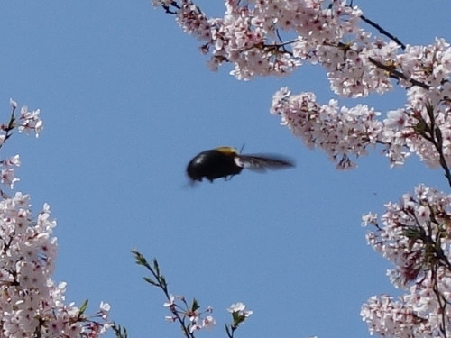 Carpenter bee