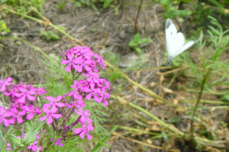 Cabbage Butterfly