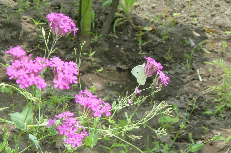 Cabbage Butterfly