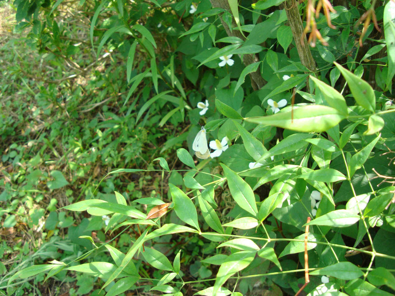 Cabbage Butterfly