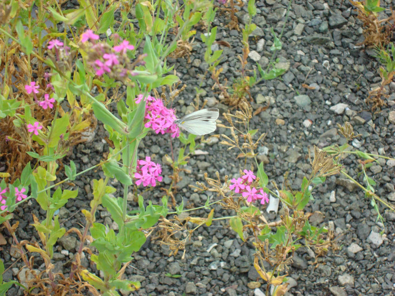 Cabbage Butterfly