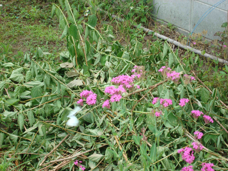 Cabbage Butterfly
