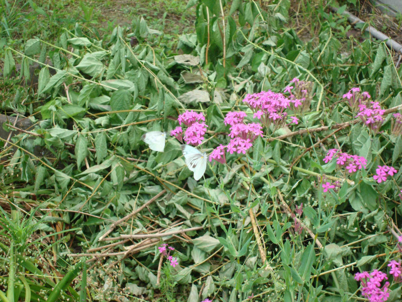 Cabbage Butterfly