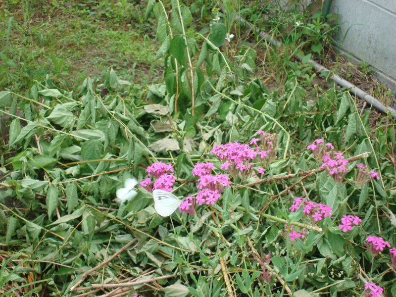 Cabbage Butterfly