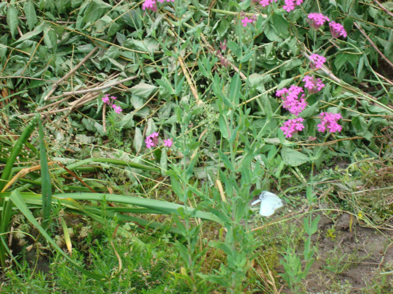 Cabbage Butterfly