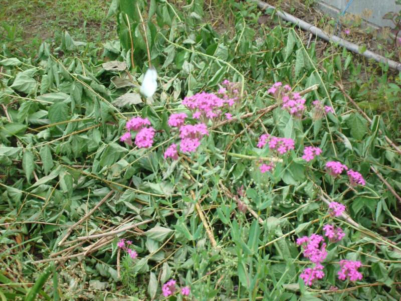 Cabbage Butterfly