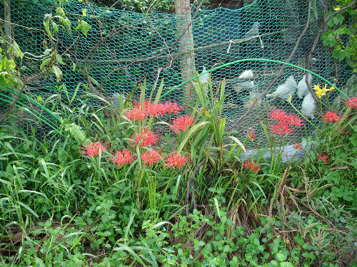 cluster amaryllis