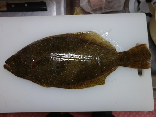 ヒラメ