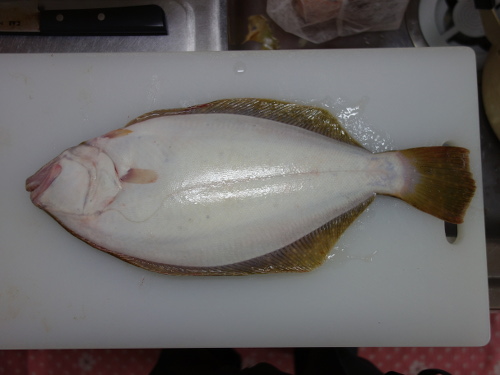 ヒラメ