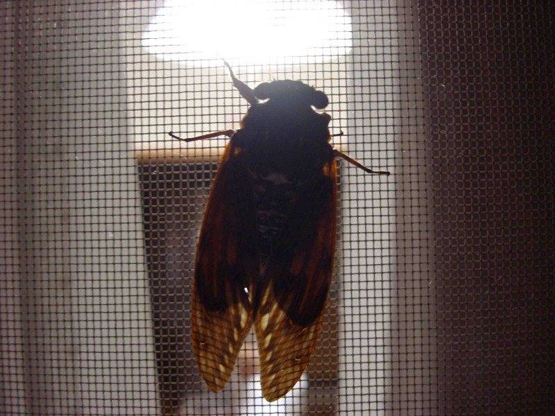 Cryptotympana facialis