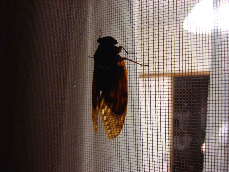 Cryptotympana facialis