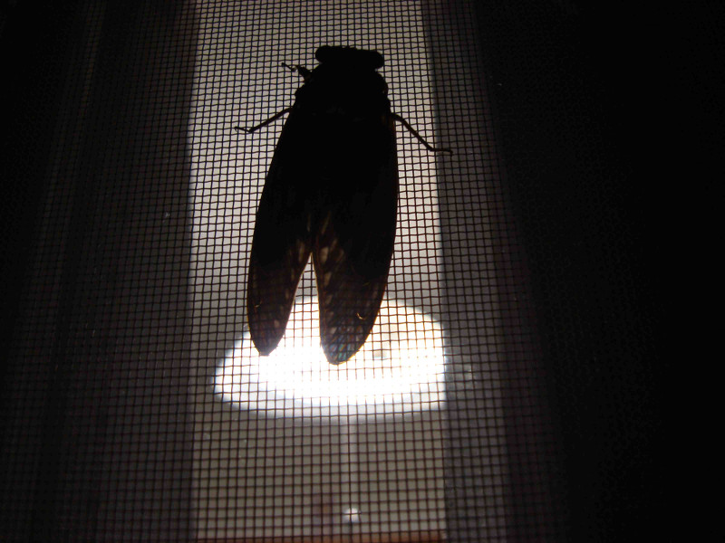 Cryptotympana facialis