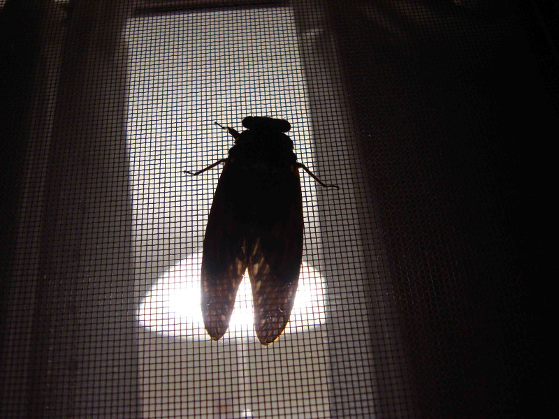 Cryptotympana facialis