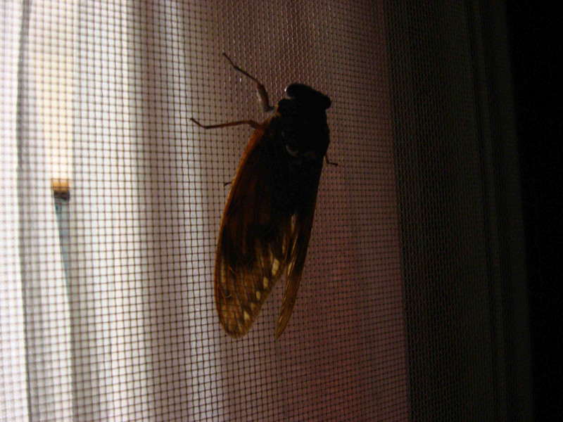 Cryptotympana facialis