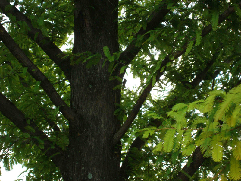 Cryptotympana facialis