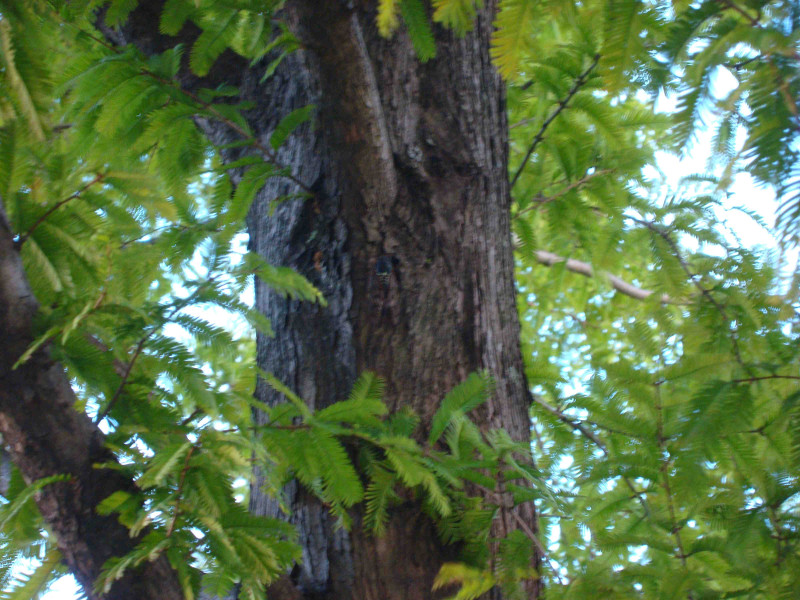 Cryptotympana facialis