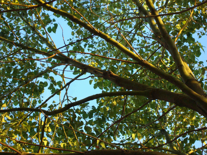 Cryptotympana facialis