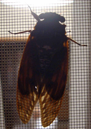 Cryptotympana facialis