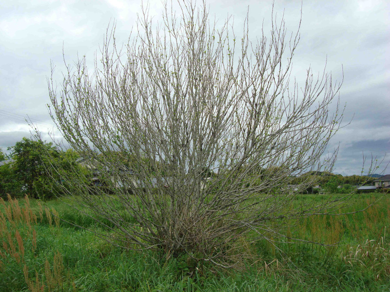 Rose of Sharon, Althea, Althaea