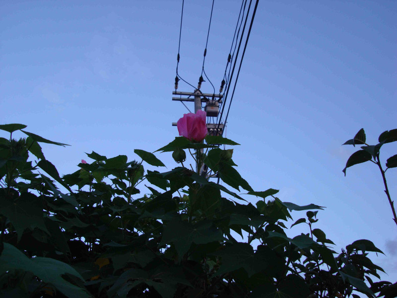 Rose of Sharon, Althea, Althaea