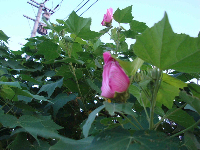 Rose of Sharon, Althea, Althaea