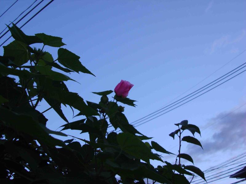 Rose of Sharon, Althea, Althaea