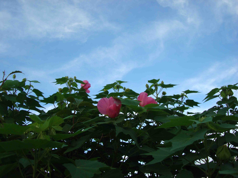 Rose of Sharon, Althea, Althaea