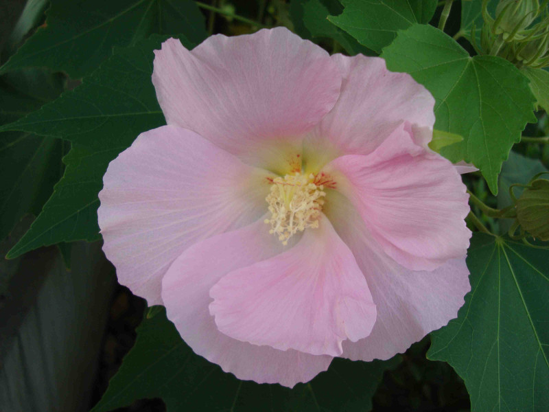 Rose of Sharon, Althea, Althaea