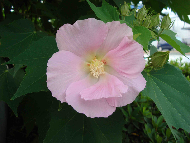 Rose of Sharon, Althea, Althaea