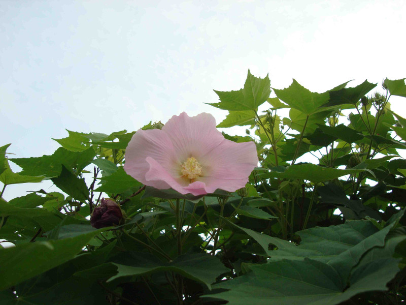 Rose of Sharon, Althea, Althaea