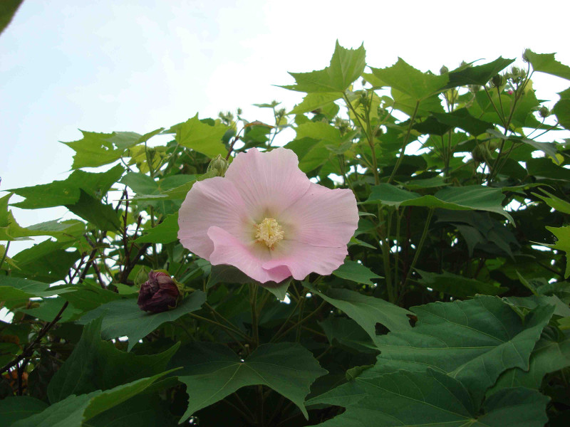 Rose of Sharon, Althea, Althaea