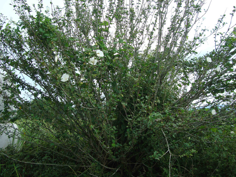Rose of Sharon, Althea, Althaea