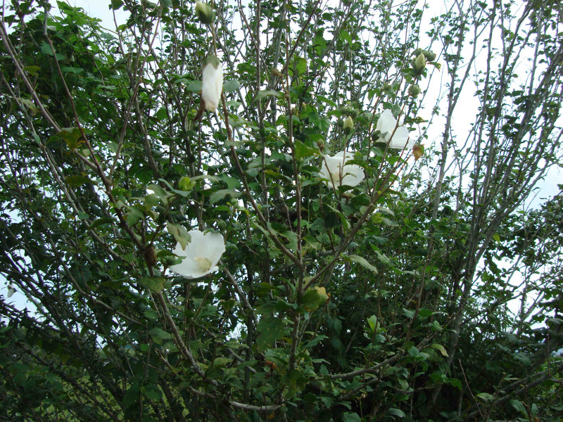 Rose of Sharon, Althea, Althaea
