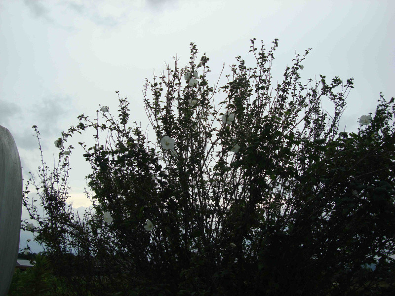 Rose of Sharon, Althea, Althaea