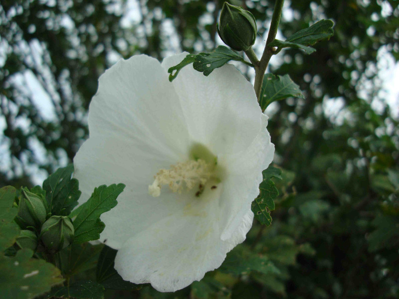 Rose of Sharon, Althea, Althaea