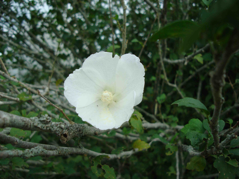 Rose of Sharon, Althea, Althaea