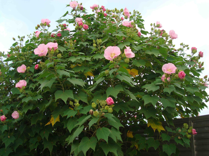 Rose of Sharon, Althea, Althaea