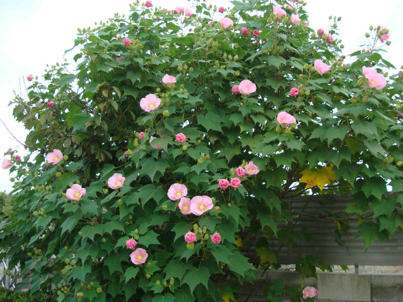 Rose of Sharon, Althea, Althaea