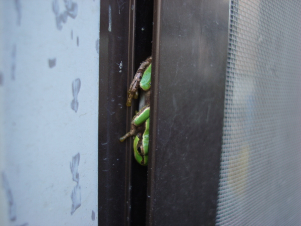 Hide-and-Seek of a Tree Frog
