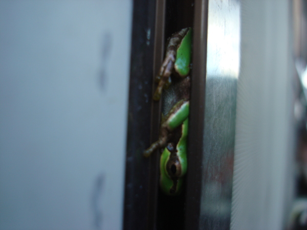 Hide-and-Seek of a Tree Frog