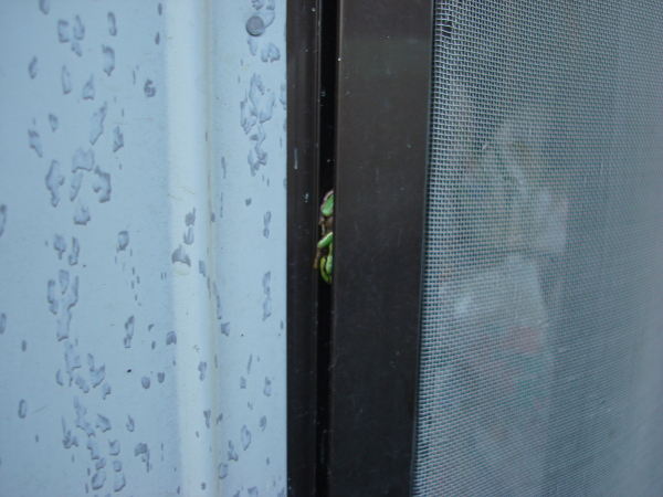 Hide-and-Seek of a Tree Frog