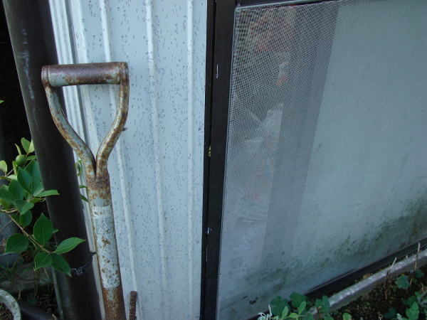 Hide-and-Seek of a Tree Frog