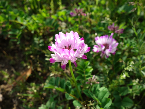 Astragalus