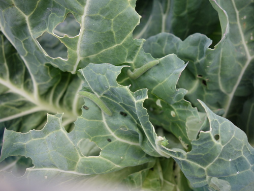 モンシロチョウの青虫